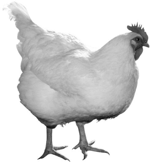 The right poultry lighting is critical for health and production